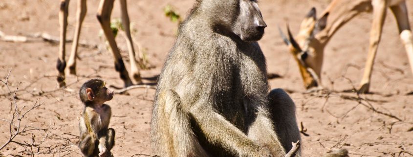 africa20110531_2408