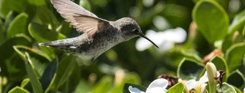 hummingbird1