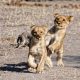 lion-cubs