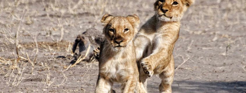 lion-cubs