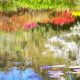 reflection-on-monets-pond2