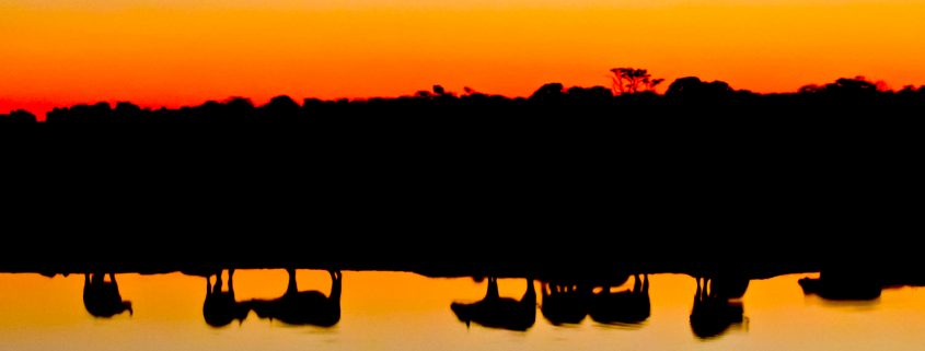 sunset-at-watering-hole