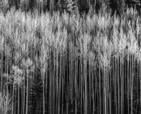 Trees B-W