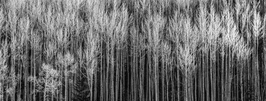 Trees B-W