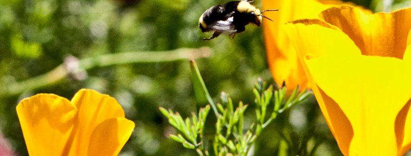 bee-in-flight